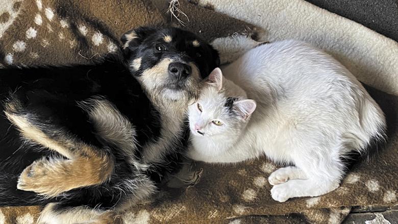 SCOOBY a MIA. Tříletý pejsek Scooby a pětiletá kočka Mia bez sebe nedají ani ránu. I když to tak ze začátku nevypadalo. „Pro Miu byl jen malé otravné štěně, co jí nedá pokoj. Nicméně stačilo pár dnů a Scooby si naprosto získal její „ledové” kočičí srdce,“