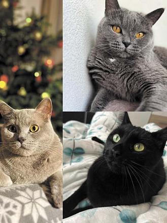 BALU, BLACK a MOCHI. Pětiletá britská modrá kočka se jmenuje Balu, její mladší bratr je Mochi a letos mu bude též pět, také je britská modrá, ale odstín lila. Třetí kocour je zachráněný, i jemu bude pět a podle barvy srsti má jméno Black.  Foto: Tereza H