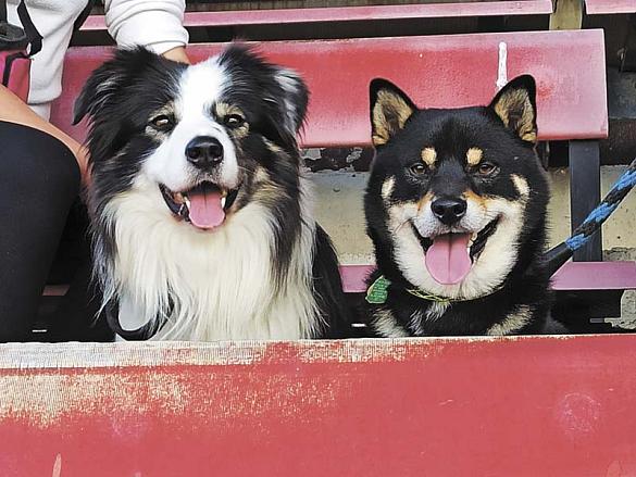 DAICHI a LUCKY. Čekáme, až páníček dohraje a fandíme.  Foto: Tomáš Vedral, Jihlava