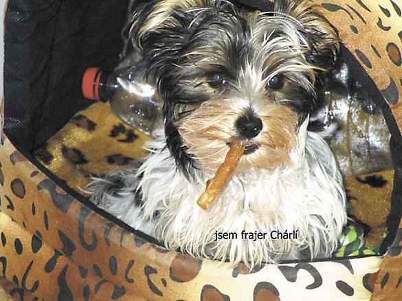 CHARLES. „Jsem psí ďáblík, jak říká panička, pořád něco vymýšlím a tak vznikají fotky jako je tato. Jsem schován ve svém domečku - pelíšku a v čumáčku mám jednu ze svých oblíbených kostiček. To mi bylo asi půl roku. Teď je mi skoro šest let a blbnu pořád 