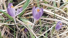 Krokus a šafrán v jednom. Foto: archiv –ek-
