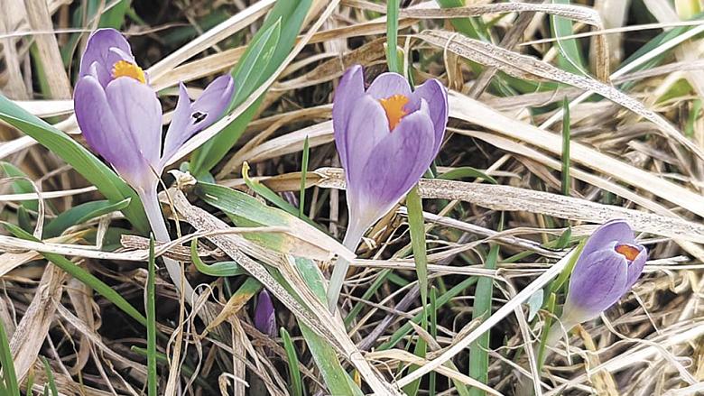 Krokus a šafrán v jednom. Foto: archiv –ek-