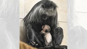 Gueréza běloramenná s mládětem, které se v listopadu narodilo v Zoo Jihlava. Foto: archiv ZOO