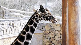 SAMEC PAUL minulý týden před svojí ubikací v Zoo Jihlava. Geneticky cenné zvíře si i v zimě rádo vyrazí na vzduch. Ještě letos má zamířit do chovu do Dvora Králové. Foto: Jiří Varhaník 