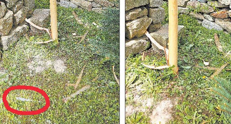 NŮŽ, kterým svlékač stromů  odsoudil ke smrti javor a modřín v areálu telčského pivovaru, zůstal ležet volně na místě činu. Před dvěma lety takhle někdo stáhl z kůže javor u rozhledny. Foto: Facebook