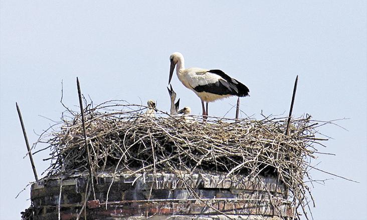 ČAPÍ rodinka z hnízda v sídle SMJ v Havlíčkově ulici se letos těší ze čtyř mláďat.  Foto: FB SMJ/Zdeněk Izdný