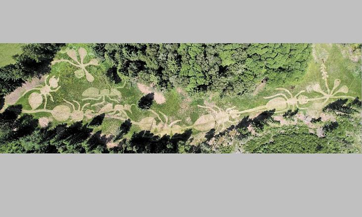 MOTIVY mravenců a rosnatky vysekané v trávě Hojkovského rašeliniště ochránci přírody z organizace Margarita Jihlava. Foto z dronu: Antonín Zajíček
