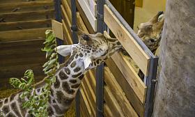 Foto: Zoo Jihlava