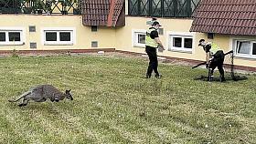 ZOOLOG rozhodl o převozu zvířete do jihlavského útulku, kde je k dispozici přizpůsobený výběh vhodný pro jeho pobyt. Foto: MP Třebíč