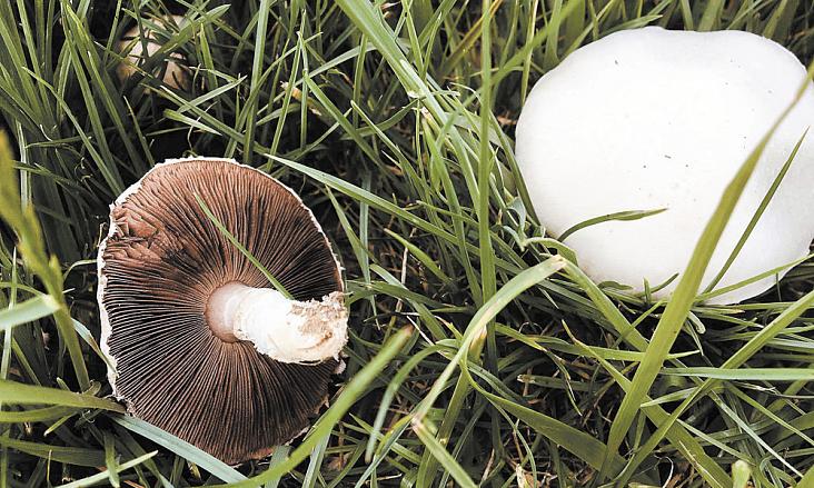 SNÍMEK pečárek polních v „čarodějném kruhu“ na louce za jihlavským polygonem neznačí žádnou záhadu. Podle mykoložky Kateřiny Pauzarové je to běžný jev. „Jedná se o plodnice rostoucí z myceliových vláken, které se rozšiřují pod zemí z centrálního podhoubí.