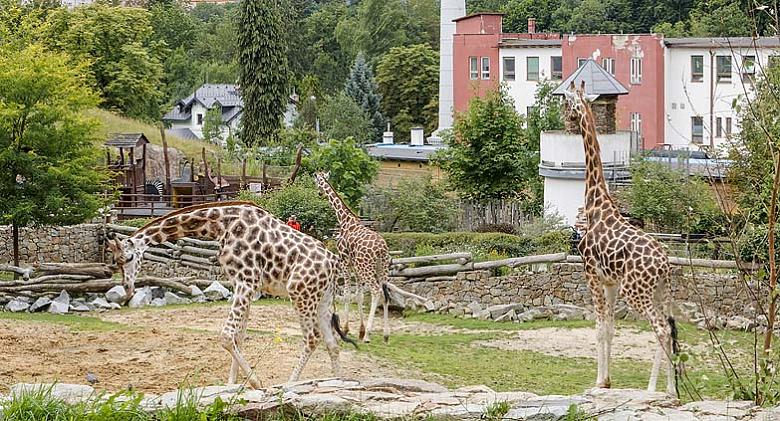 Foto: Zoo Jihlava