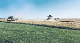 SKLIZEŇ na polích na hosovském kopci u jihlavské výpadovky směrem na Pelhřimov.  Foto: Antonín Zvěřina