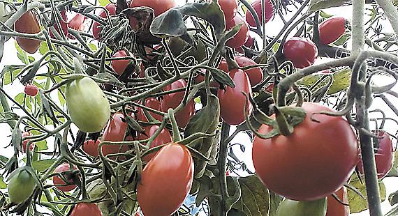 LETOŠNÍ úroda rajčat byla mimořádná. Ať malá datlová, či rajčata obvyklé velikosti, všechna lákala k nakousnutí. Foto: Lenka Kopčáková