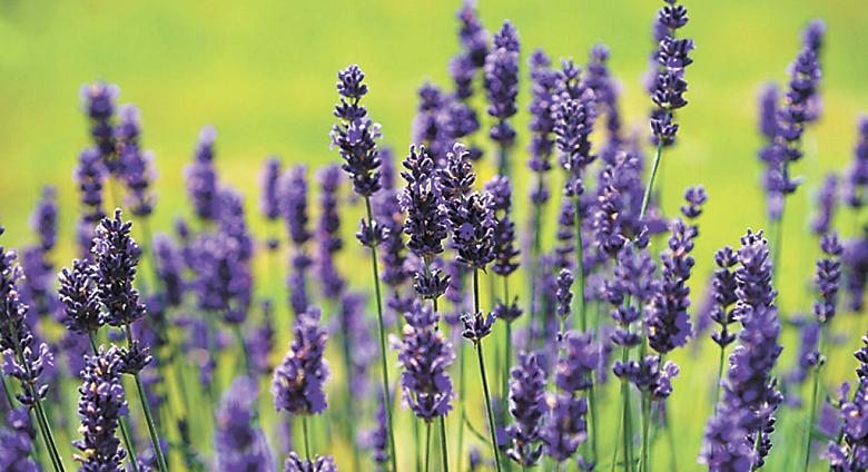 Ilustrační foto: Pixabay