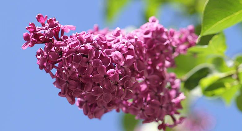 Ilustrační foto: Pixabay