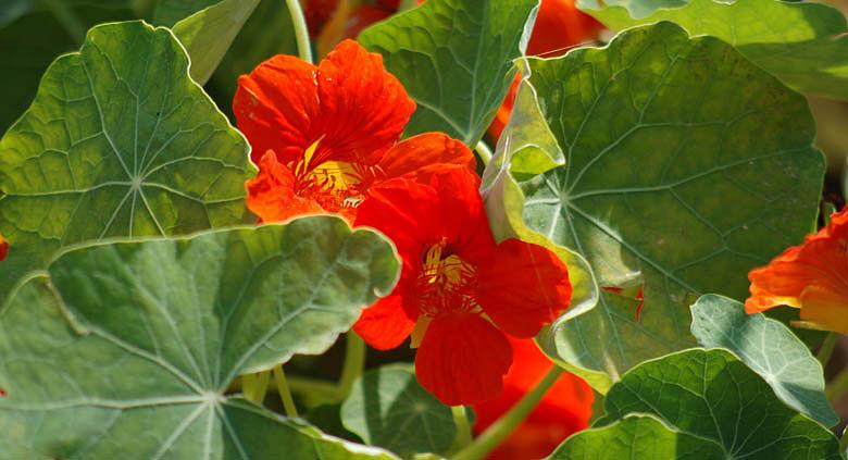 Ilustrační foto: Pixabay