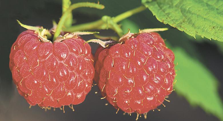 Ilustrační foto: Pixabay