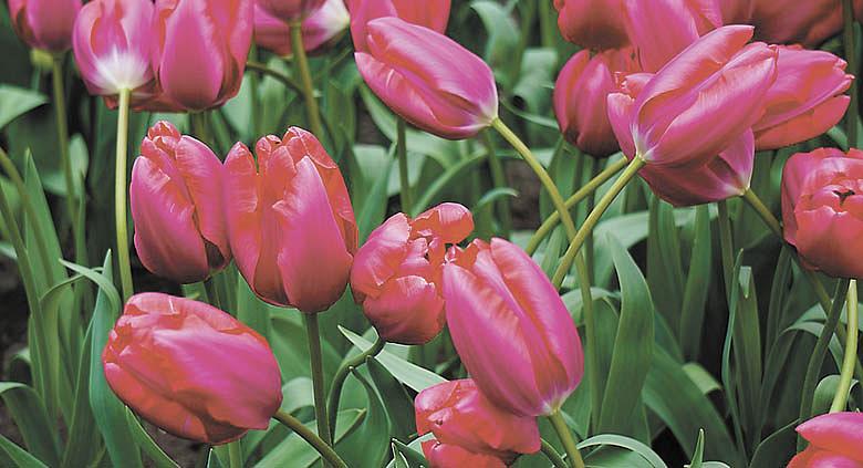 CIBULKA vzácného tulipánu měla kdysi cenu domu v Amsterodamu.  Ilustrační foto: Pixabay