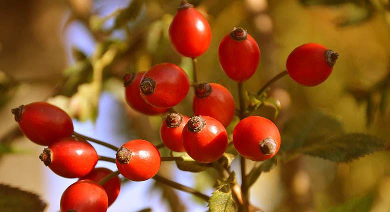 Ilustrační foto: Pixabay