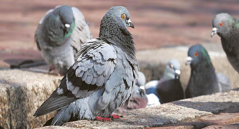 PŘEMNOŽENÍ holubi mohou působit velké škody na majetku i představovat významný zdroj onemocnění, jako jsou například ptačí tuberkulóza, klíšťová encefalitida nebo salmonela.  Ilustrační foto: Pixabay