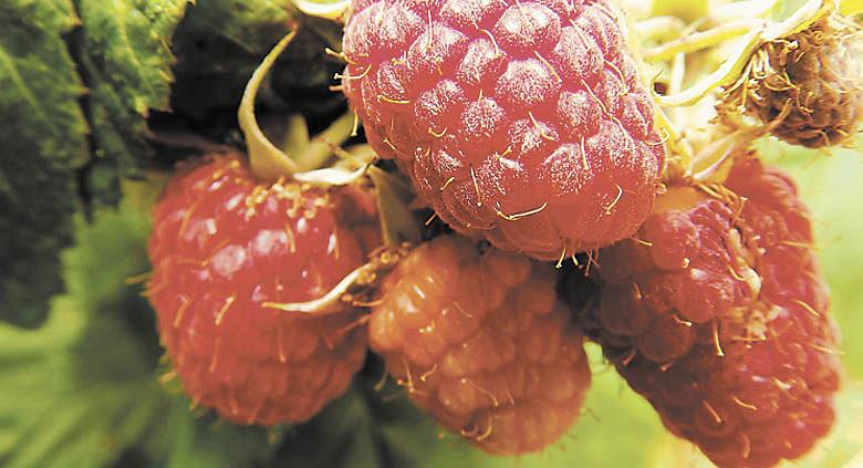 Ilustrační foto: Pixabay