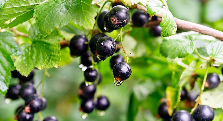 Ilustrační foto: Pixabay