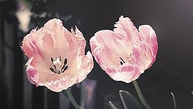 Ilustrační foto: Pixabay