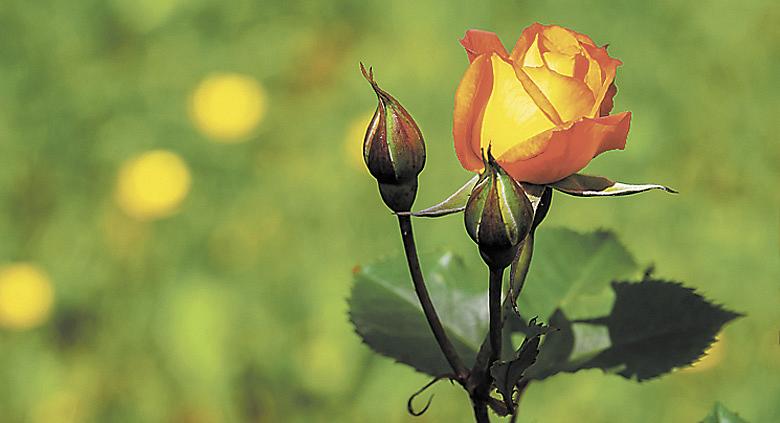 Ilustrační foto: Pixabay