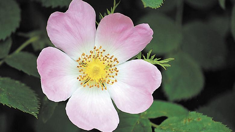 Ilustrační foto: Pixabay