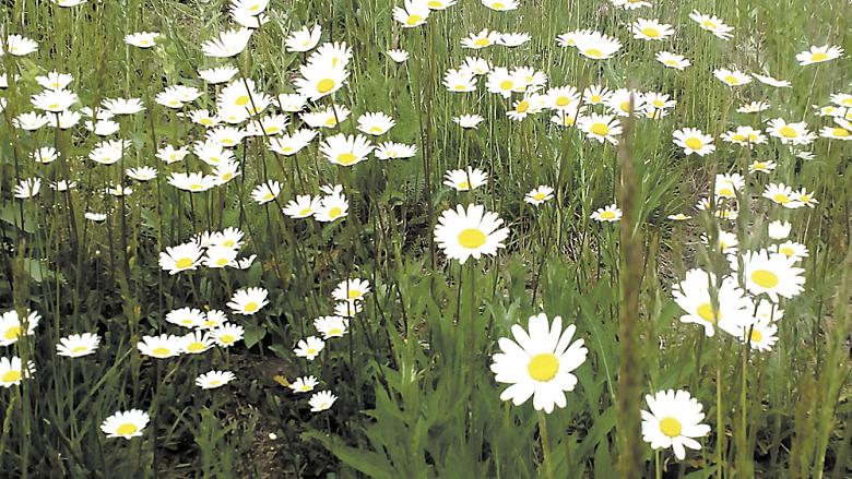 NENÁROČNÉ kopretiny bývají obvykle první květiny, které na založené louce vykvetou.  Foto: Lenka Kopčáková