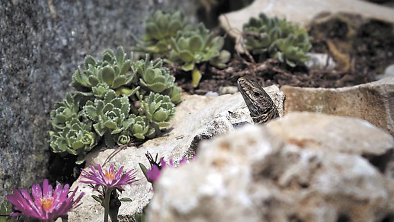 Ilustrační foto: Pixabay