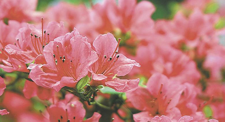 Ilustrační foto: Pixabay