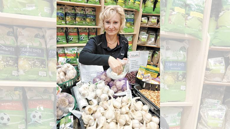 DŘÍVE se česnek dával dle Kristýny Latzkové ze semenářské prodejny v Jihlavě do země i na sv. Václava. Jak se ale postupně otepluje, není od věci ho sázet klidně i na začátku prosince. Foto: Ladislava Brabencová