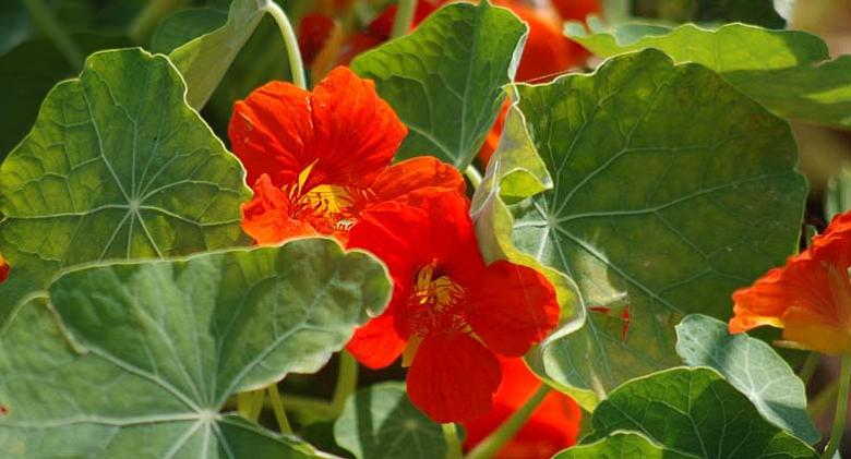 Ilustrační foto: Pixabay